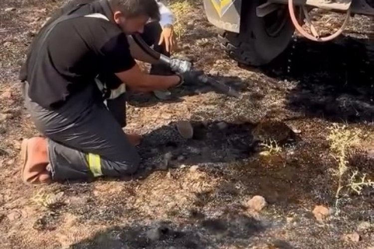 Yangından etkilenen kirpiye elleriyle su verdiler
