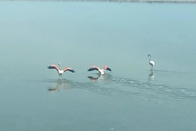 Flamingoların zorlu göçü tamamlandı