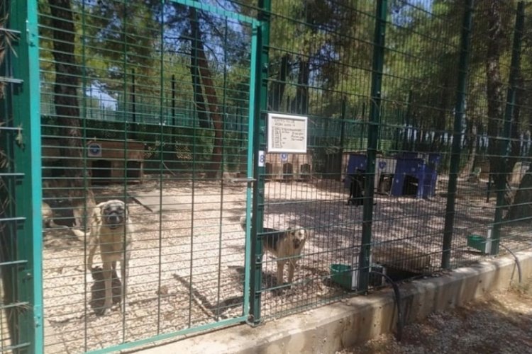 Bursa'da yangınlardan etkilenen hayvanlara büyük şefkat!