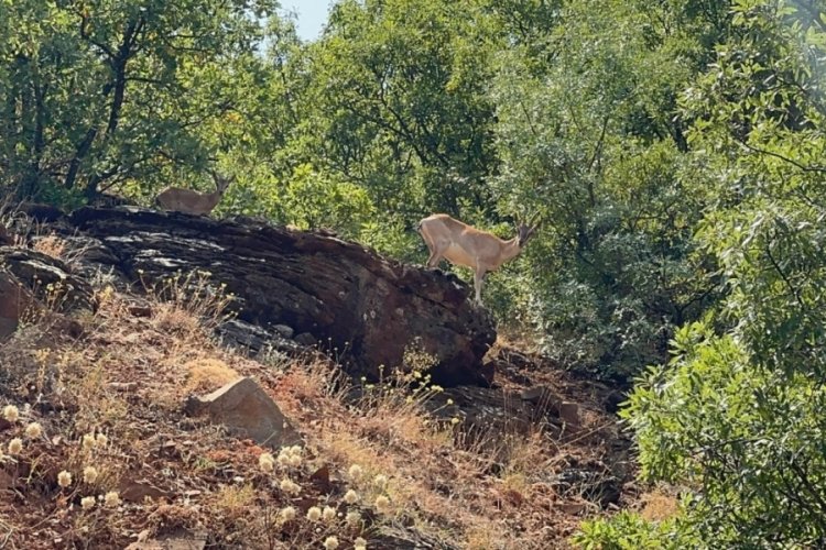 Dağ keçileri görüntülendi