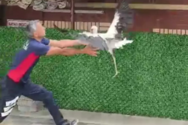 Tek ayağı olmayan leylek, itfaiye eri tarafından havada yakalandı
