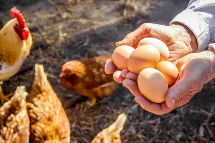 Sofralık yumurta ihracatında DFİF kesintisi kaldırıldı!