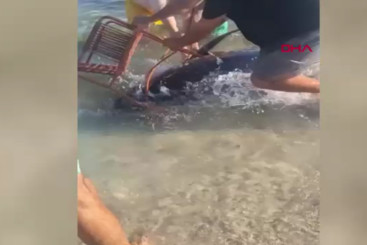 Orkinosu sandalyeyle karaya çekmeye çalıştılar