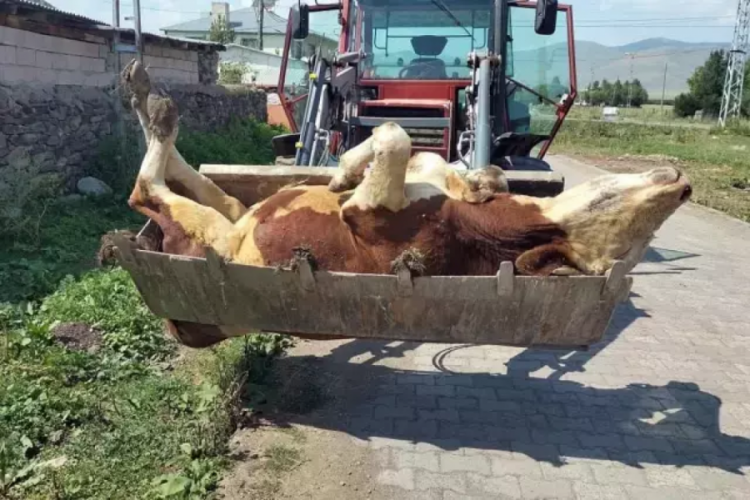 Ölümleri çaresizce izliyorlar... Durum vahim!
