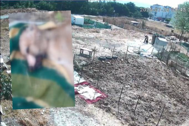 Köpeğe korkunç işkence! Derisini yüzdüler...