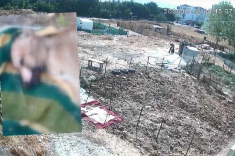 Bunun adı vahşet: Bir köpeği işkenceyle katletti, diğerinin derisini yüzüp kaçtı!