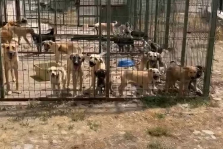 Gümüşhane'de belediyeye ait hayvan barınağında köpeklerin açlık ve susuzluktan öldüğü iddiası