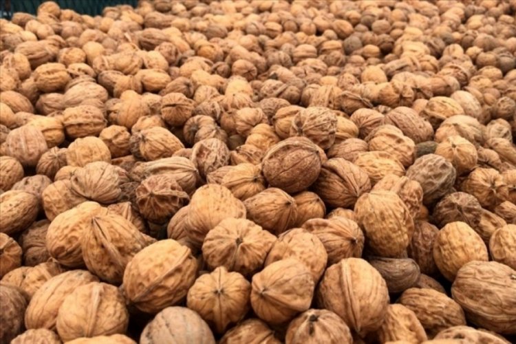 Ceviz toplama filesi nedir, nasıl kullanılır? 