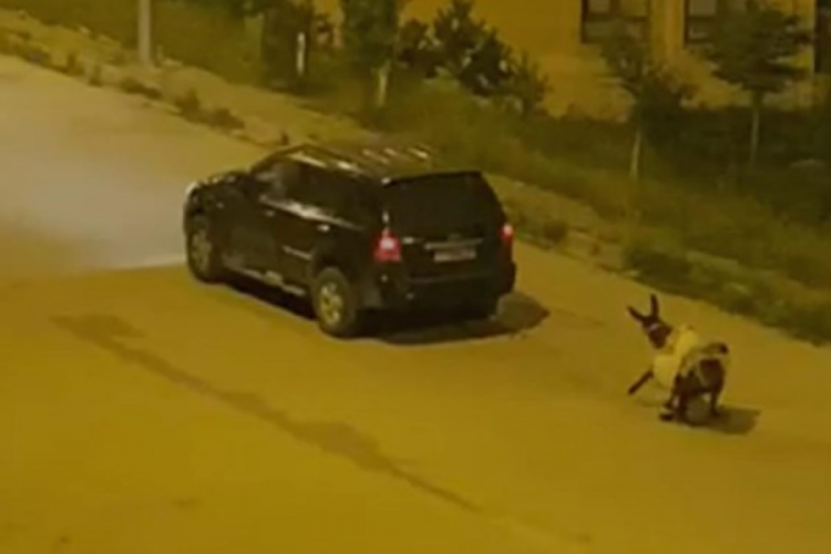 Eşeği otomobil arkasına bağlayarak sürükledi! 