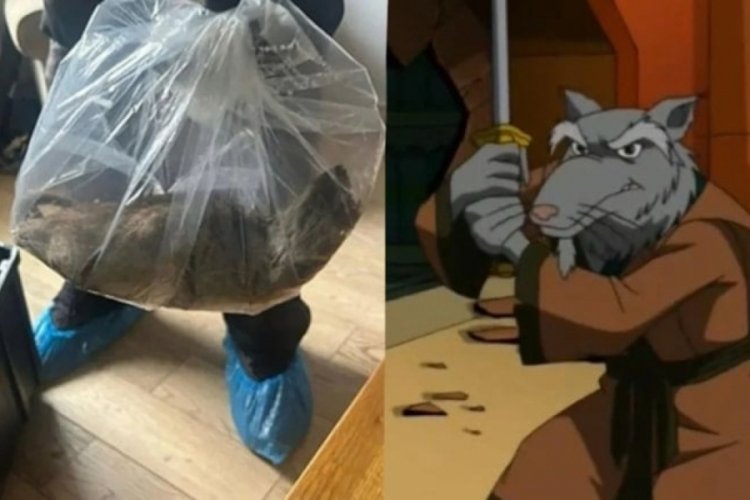 Fare değil sanki Splinter usta! Dev kemirgen eve girip yuva yapmış