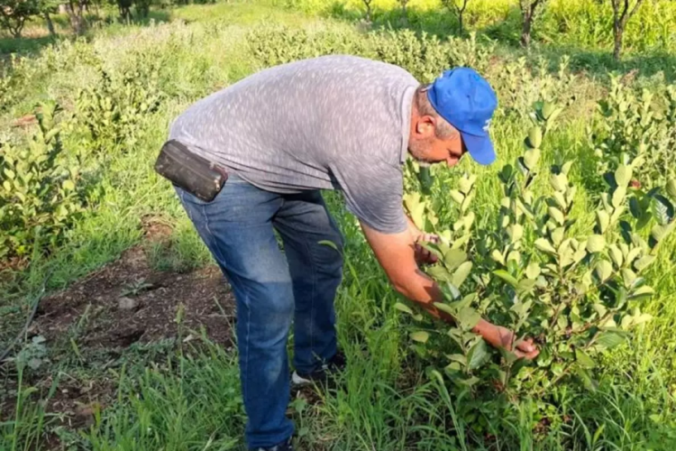 Arkadaşının tavsiyesi ile dikti, şimdi paraya para demiyor