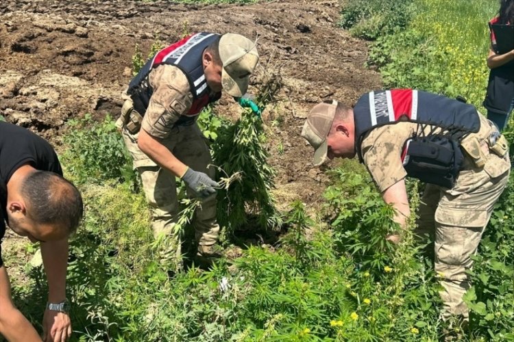 Kars'ta 42 bin 658 kök Hint keneviri ele geçirildi