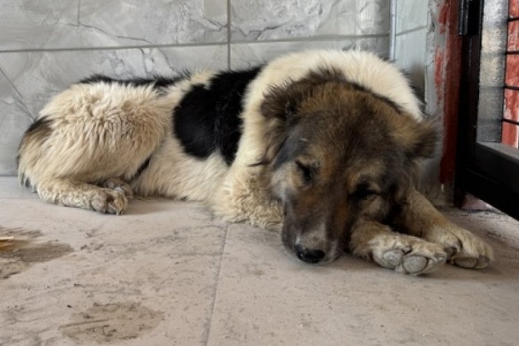 Sadık köpek Ahbap Derneği gönüllüsüne teslim edildi