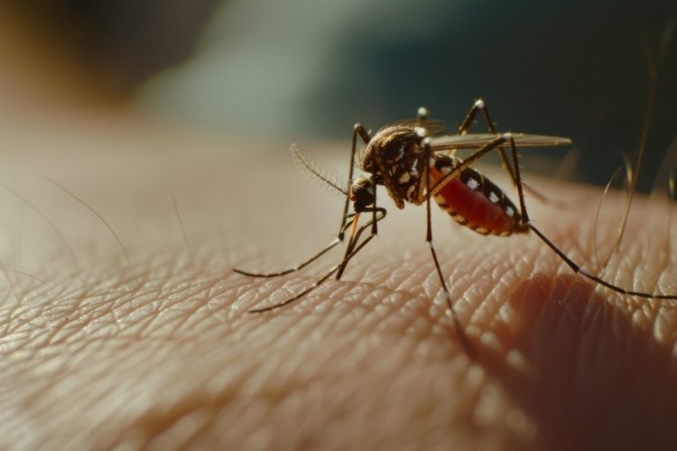 Çin'de görülen chikungunya virüsü nedir, nasıl bulaşır, belirtileri nelerdir? Chikungunya Türkiye'de görüldü mü?