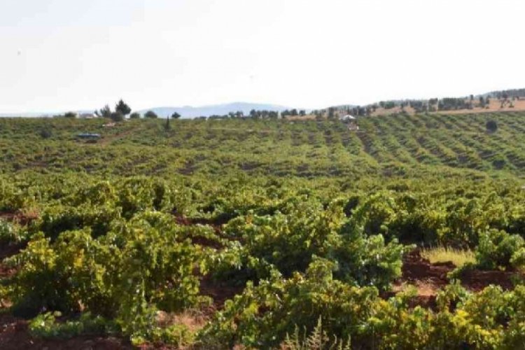 Tekirdağ'da hasadı başladı: 40 ton rekolte bekleniyor