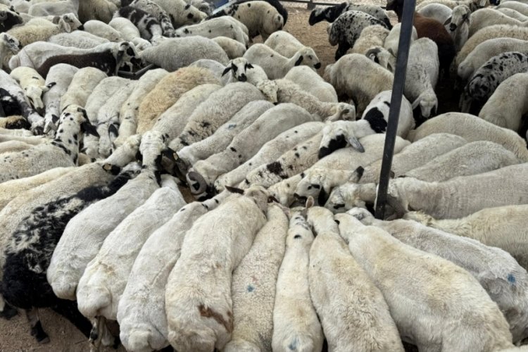 Adana'da şap hastalığı görüldü: Hayvan hareketliliği kısıtlandı