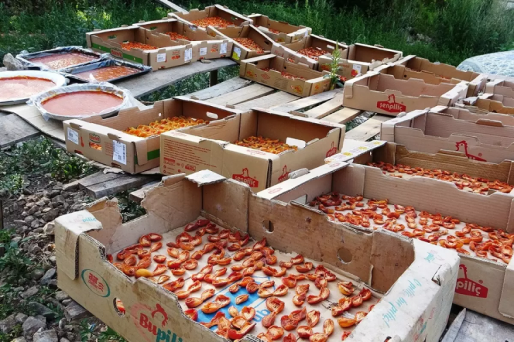 Bu sene verim yüksek! Kilosu 300 TL'ye satılıyor