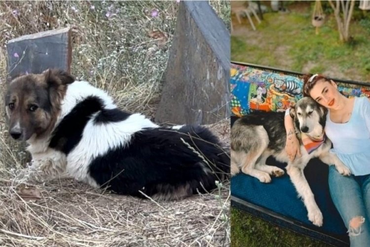 Sahibinin mezarından ayrılmayan köpeği Ceylan Ertem sahiplendi