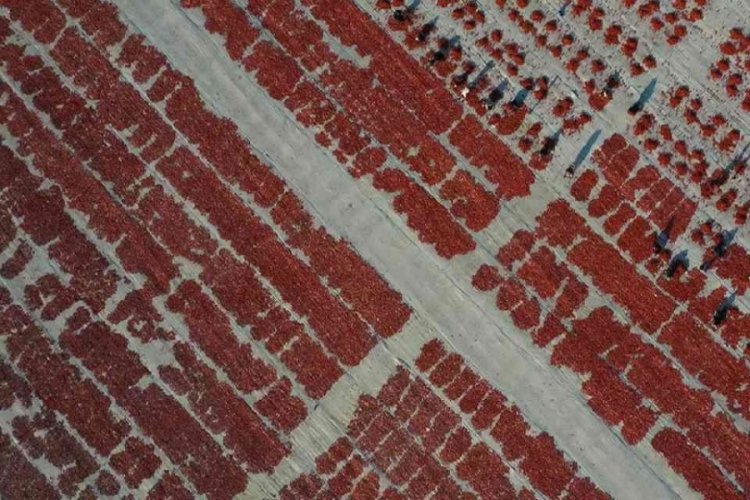 Avrupa ülkeleri almak için sıraya girdi: Kurusunun kilosu 110 liradan satılıyor