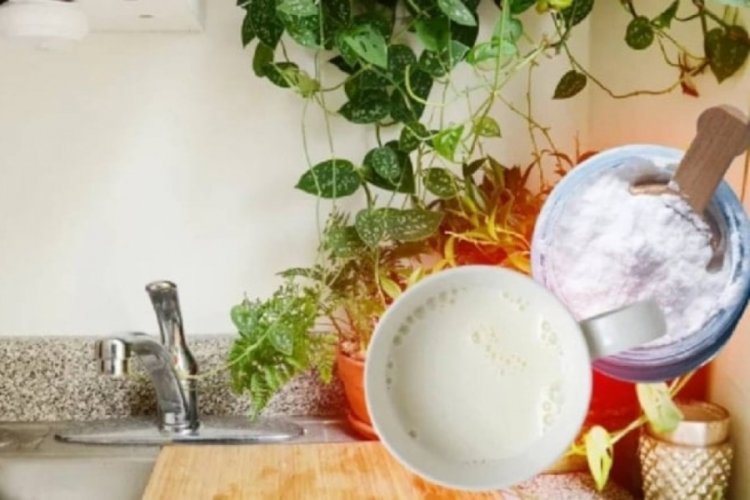 Çiçekleri şahlandıran doğal gübre buzdolabınızda saklı