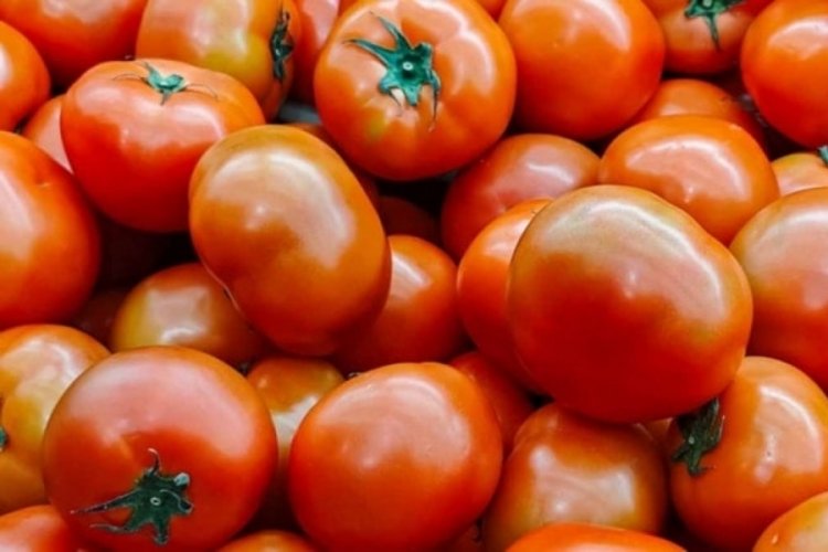 Aldığı domatesler hemen pörsüyünce bahçe uzmanının taktiğini denedi