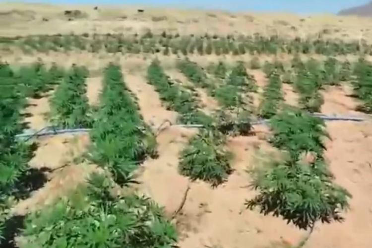 Bingöl'de binlerce kök kenevir ele geçirildi