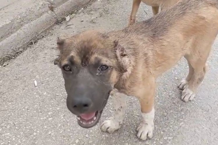 Bursa'da köpeğe işkence cezasız kalmadı! 