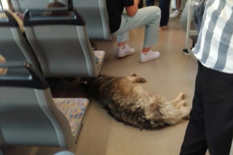 Sıcaktan bunalan sevimli sokak köpeği çözümü böyle buldu
