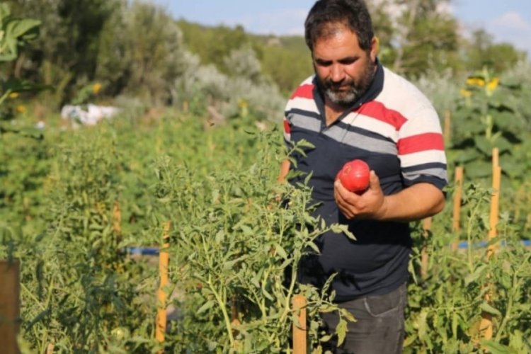 Güzelliğiyle dillere destan Safranbolu'da hasat başladı