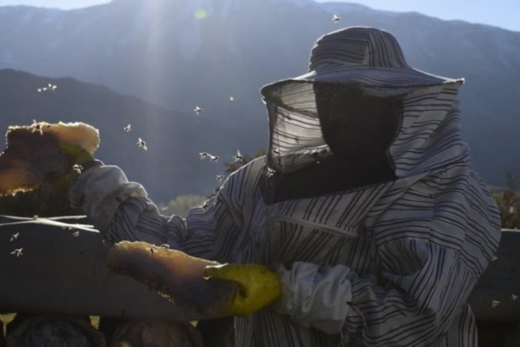 Orman yangınları sonrası fiyatı katlandı: Bu fiyatın altında bal almayın!
