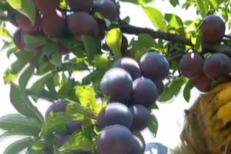 Lezzetiyle dikkat çeken ürünün hasadı başladı!