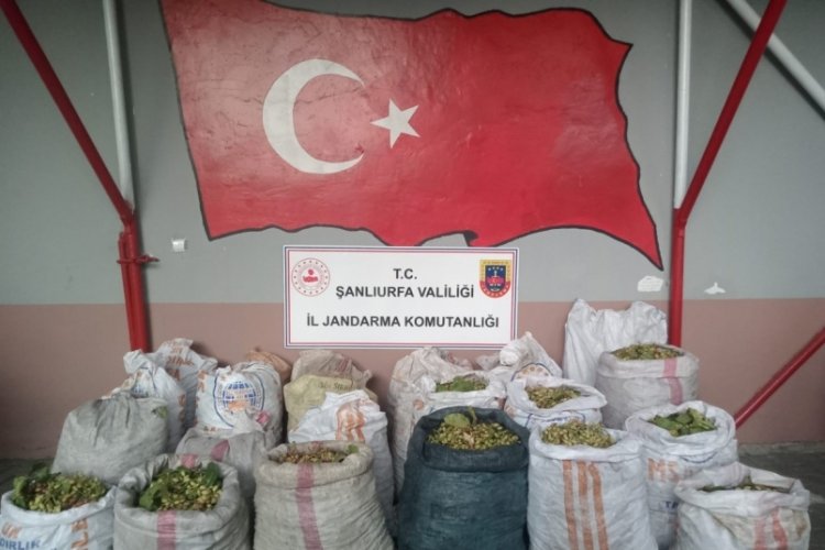 Fıstık hırsızlığı nedeniyle 13 kişi gözaltına alındı...