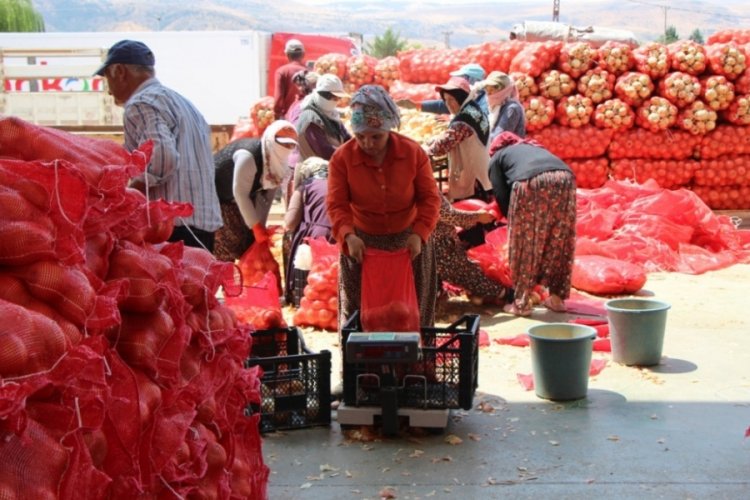 Amasya soğanı Avrupa'ya satılıyor 