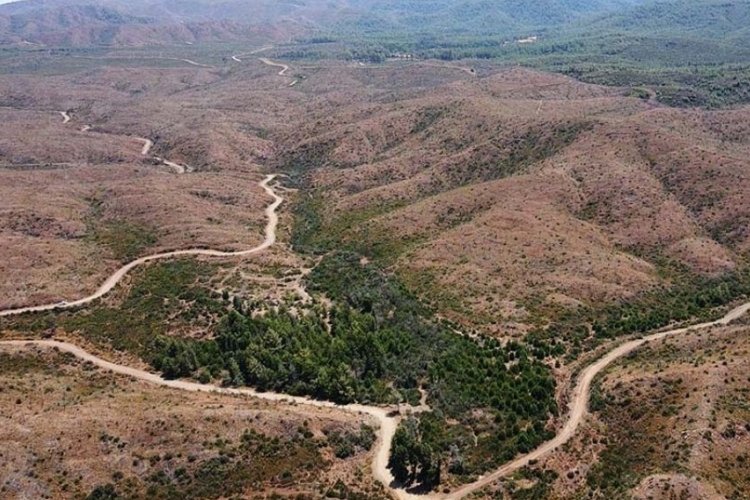 Marmaris'teki yangınlar sonrası doğa yeniden can buluyor 