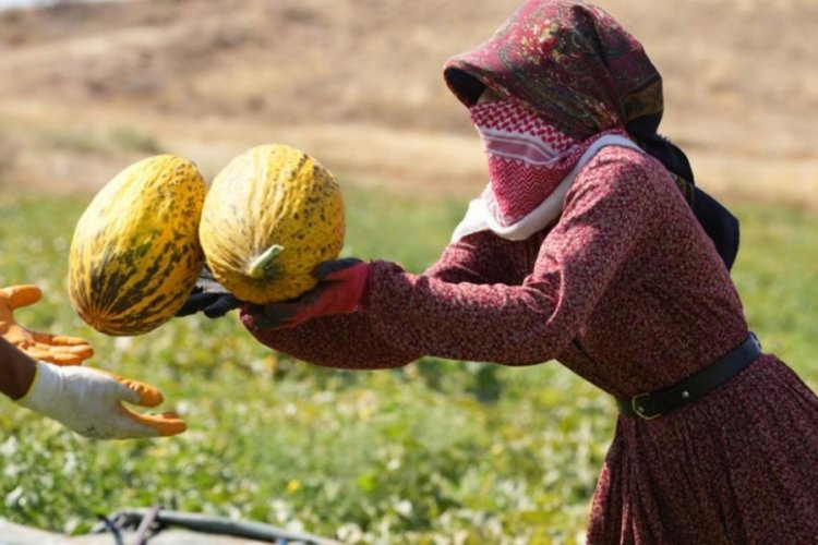 40 derece sıcaklıkta kavun hasadı! 