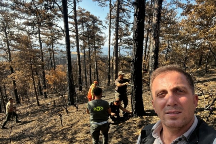 Sakarya'da yanan ormanlık alanlar tekrar haya dönüyor