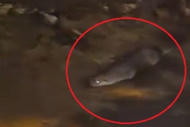 Nesli tükenme tehlikesiyle karşı karşıya! Bursa'da görüldü...