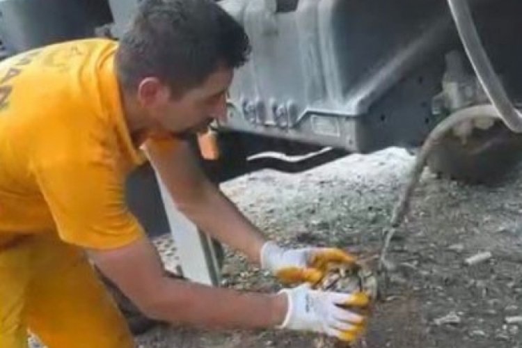 Orman yangınından etkilenen kaplumbağa kurtarıldı