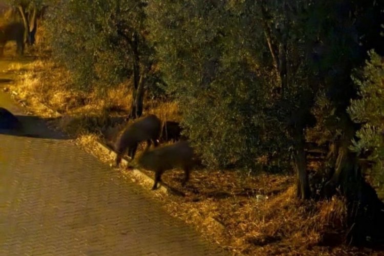 Bursa'da aç kalan domuzlar şehir merkezine kadar indi!
