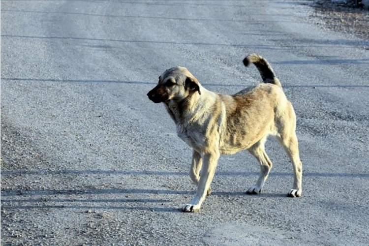 Kendisine saldıran sokak köpeğini silahla vurdu 