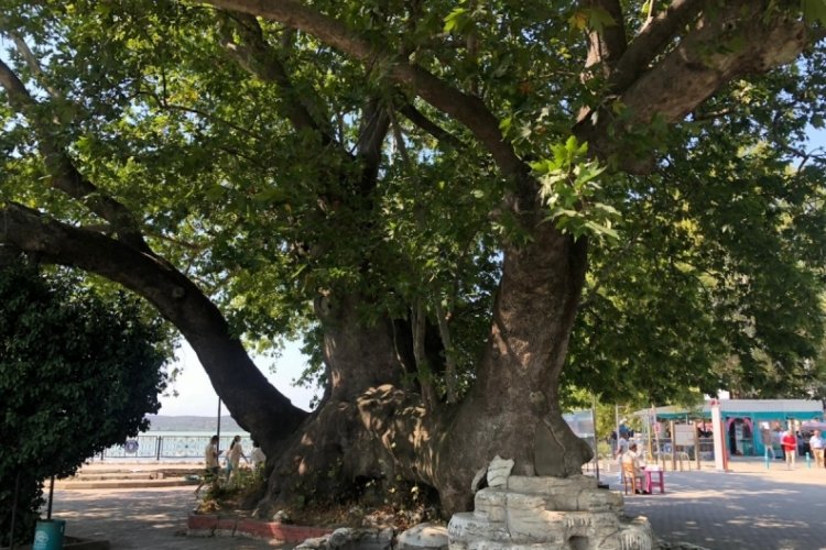 Bursa'da efsanevi ağacın yürek burkan hikayesi...