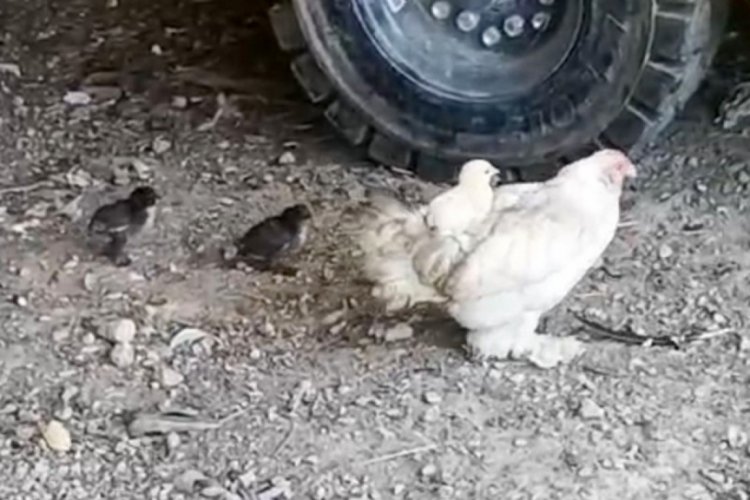 Bursa'da ilginç anlar! Gören gülümsedi
