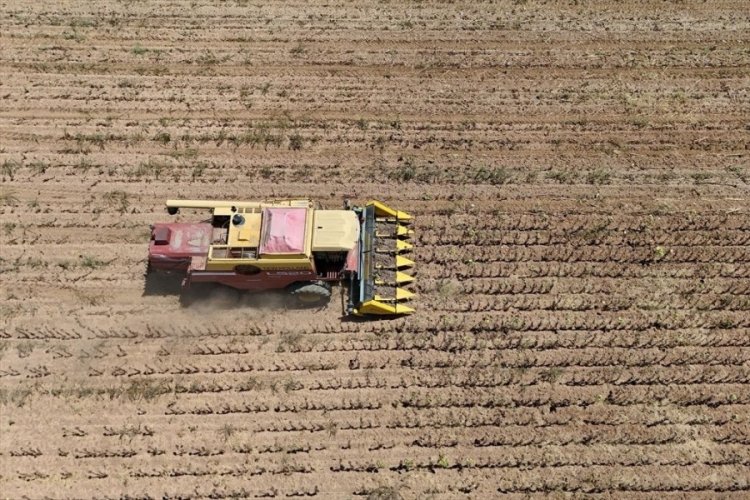 Trakya'da aşırı sıcaklık nedeniyle ayçiçeği hasadı son yıllarda erken başlıyor