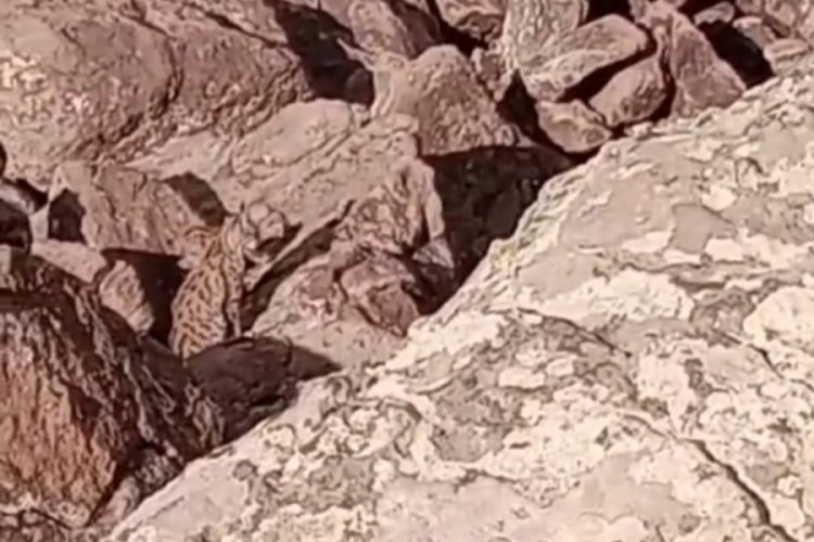 Nesli tükenmekte olan vaşak ailesi o ilde görüldü