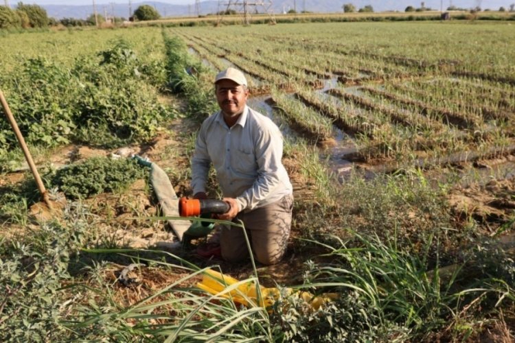 Aydın'da çiftçilerin mesai saatleri değişti! İşte nedeni...