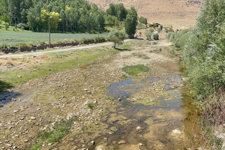Siraz balığı yavruları tehlikede