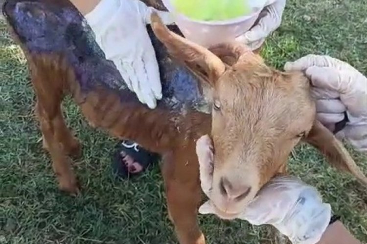 Alevlerden kurtuldu Bursa'da hayata tutundu!