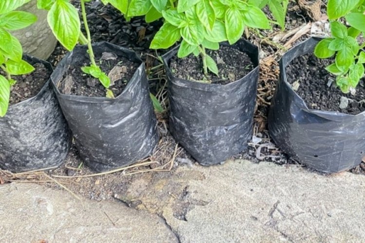 Her mevsim hasat veriyor vücuttaki iltihabı söküp atıyor