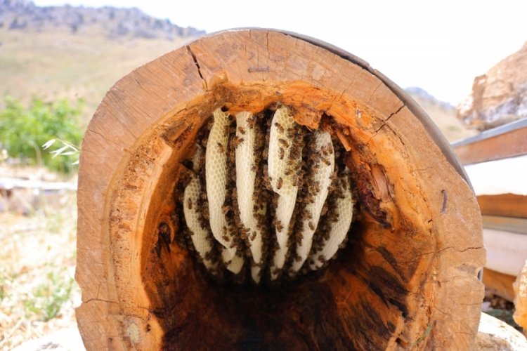 Ağaç kütüğünde doğal bal