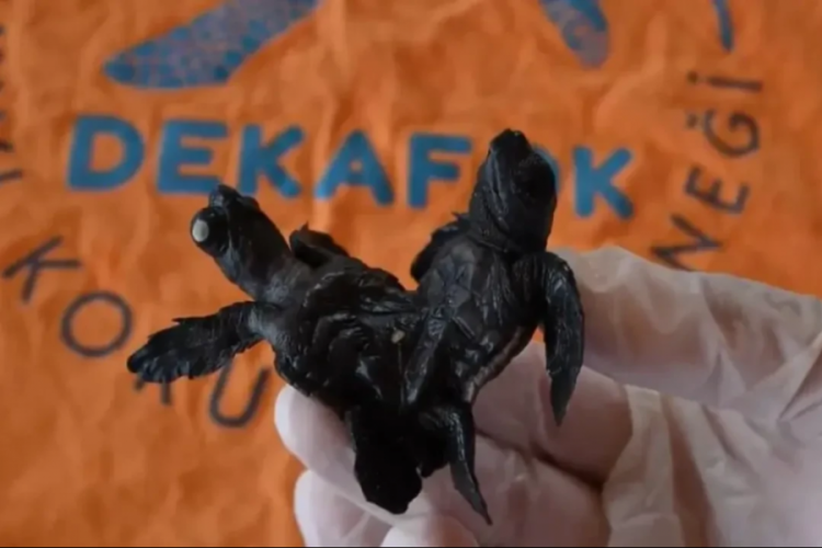 Ender rastlanan olay: Siyam ikizi Caretta caretta yavrusu bulundu